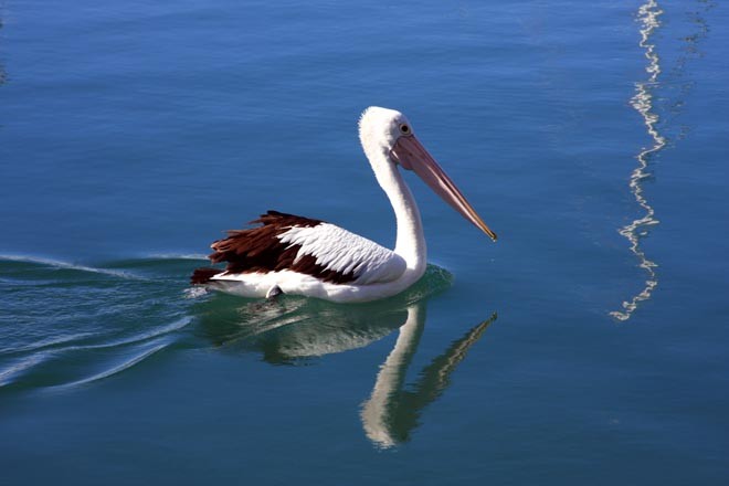 This pelican kept me amused scoping up fish near boats in d’Albora’s Marina © Sail Port Stephens Event Media